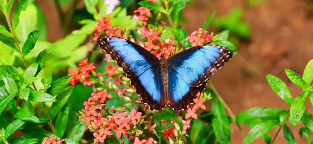Visit the Neo Fauna Butterfly Garden min Discover the Best Activities Near Hotel Jaco Costa Rica