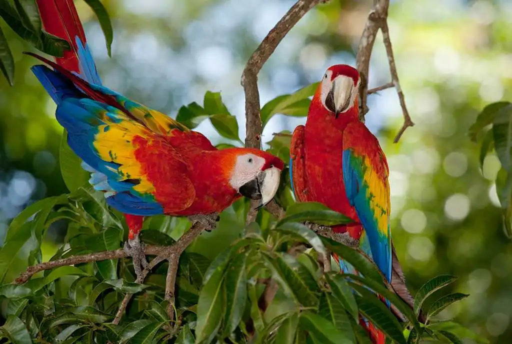 scarlet macaws at Limonal Jewish Center Jaco